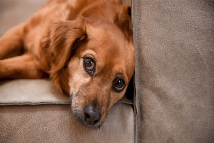 Hond ligt met zijn kop op de bank