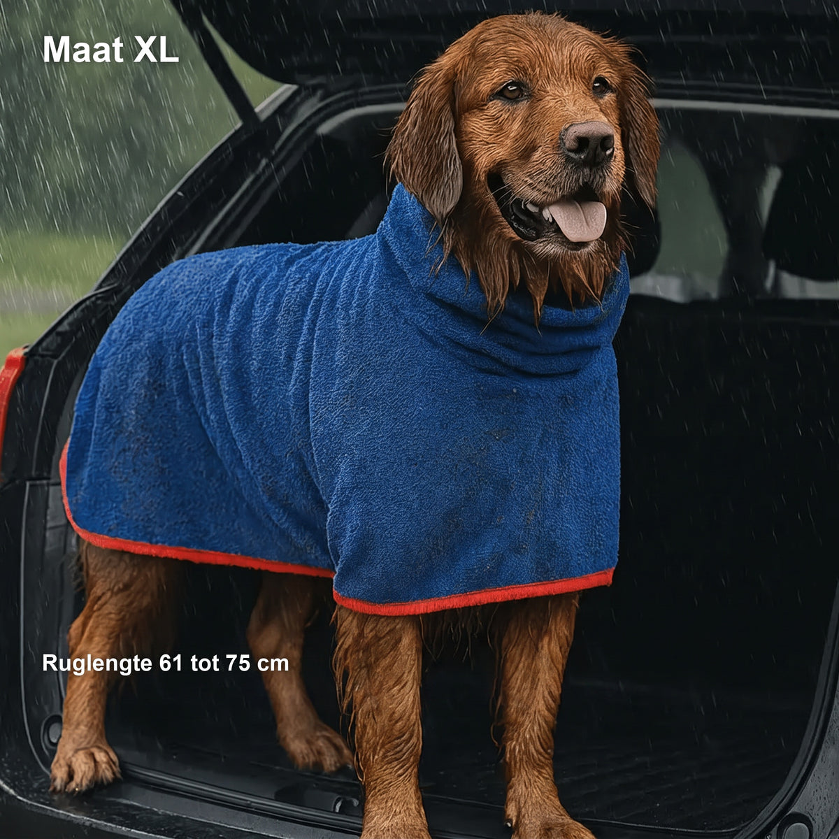 Grote golden retriever in de blauwe jas in de kofferbak, met in beeld: Maat XL, ruglengte 61 tot 75 cm