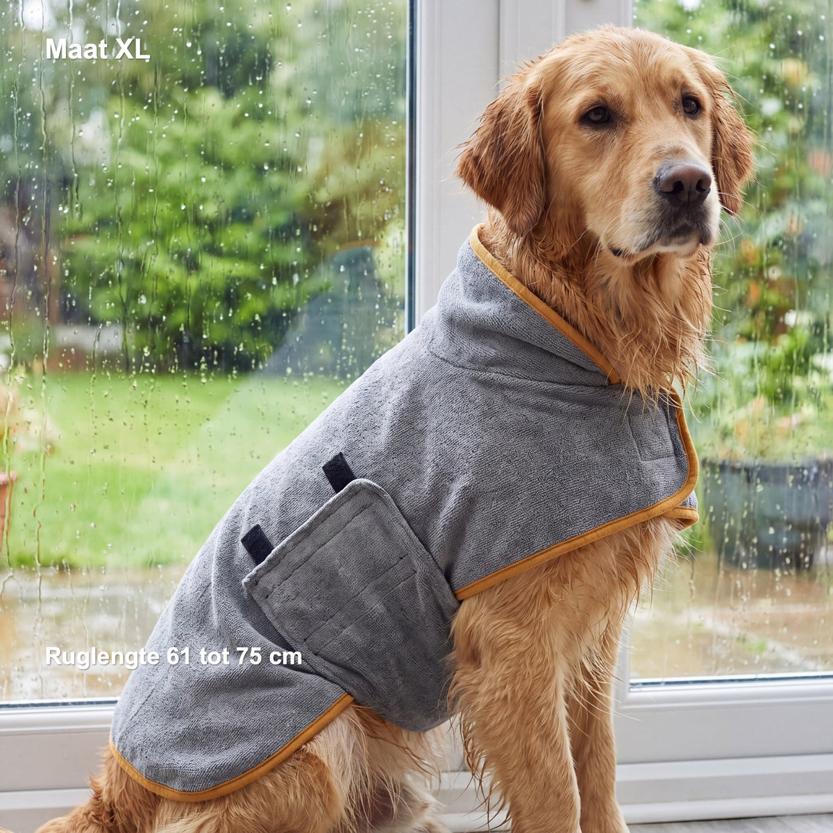 Golden retriever in de grijze jas met okergele bies bij het raam, met in beeld: Maat XL, ruglengte 61 tot 75 cm