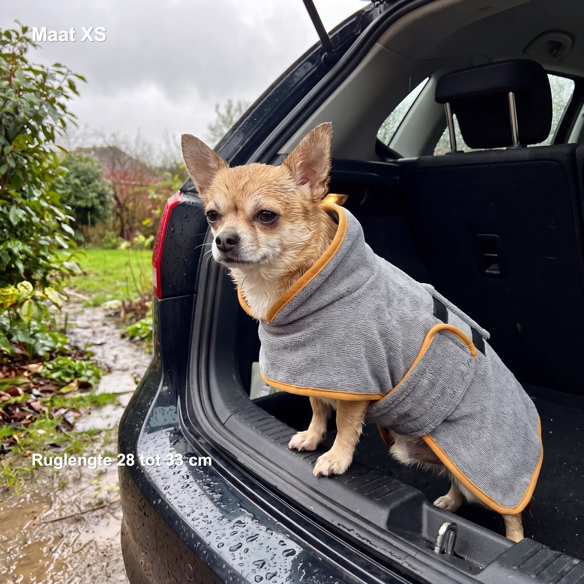 Chihuahua in de grijze jas met okergele bies in de kofferbak, met in beeld: Maat XS, ruglengte 28 tot 33 cm