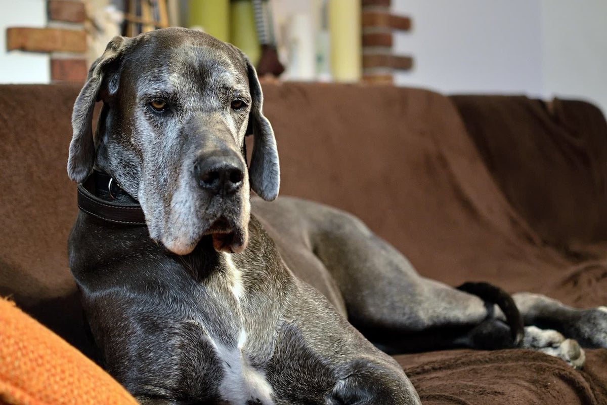 Hond op de bank in een Nederlandse huiskamer