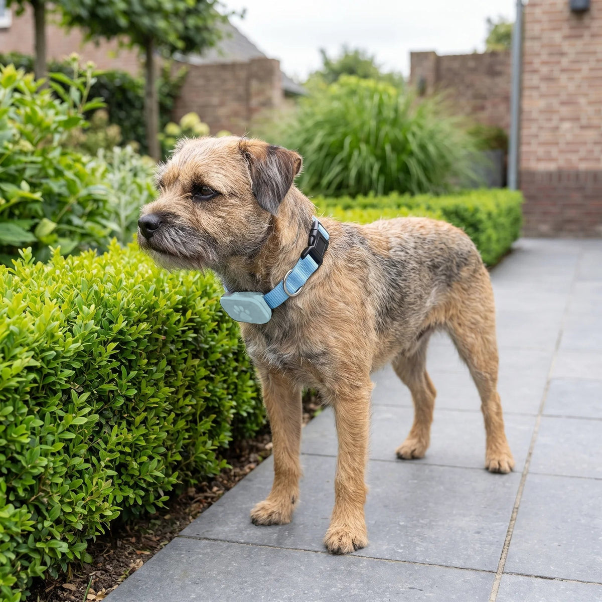 Border terrier met de lichtblauwe halsband om, op het tuinpad.