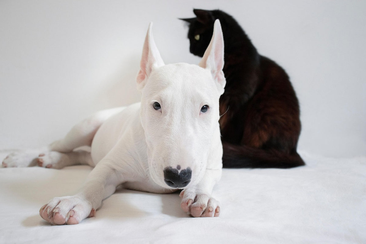 Een kat en een hond naast elkaar in huis.