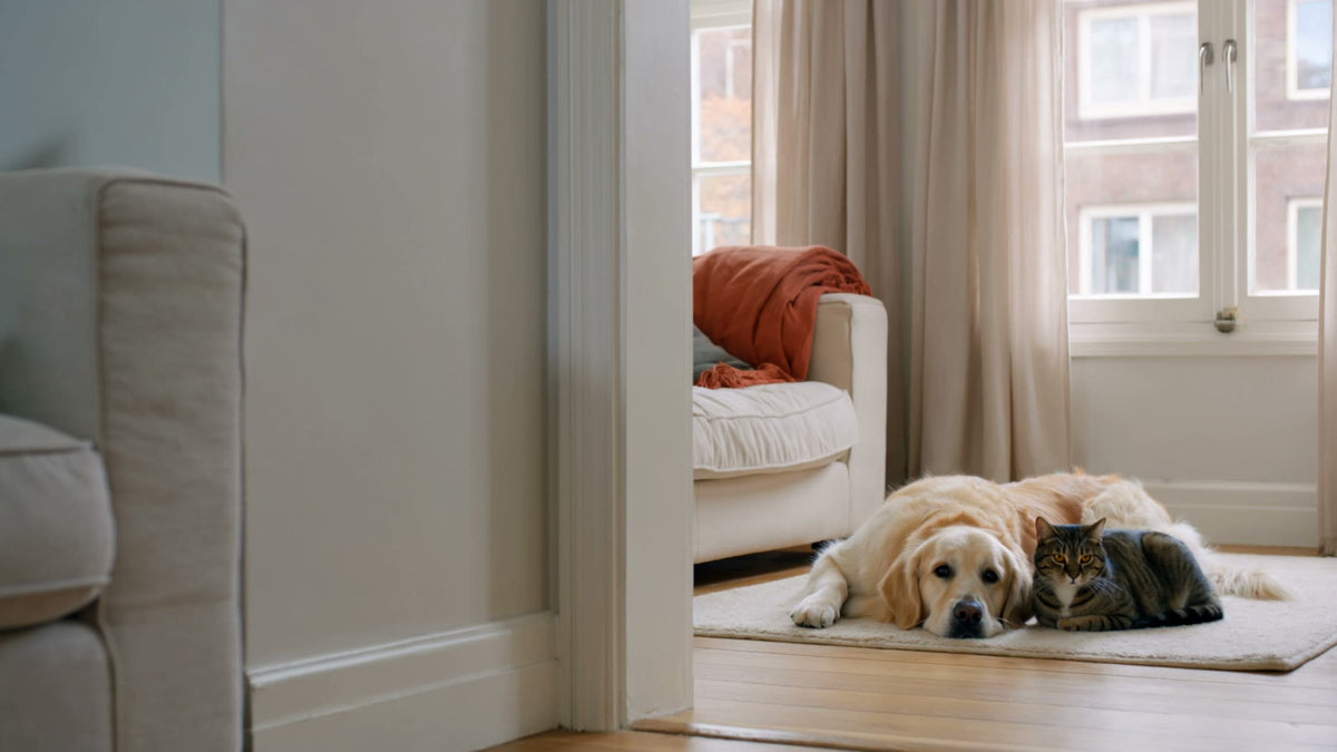 Een hond en kat samen thuis in een warme woonkamer