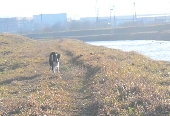 Een hond klein in de verte op een pad, met de rug naar de camera.