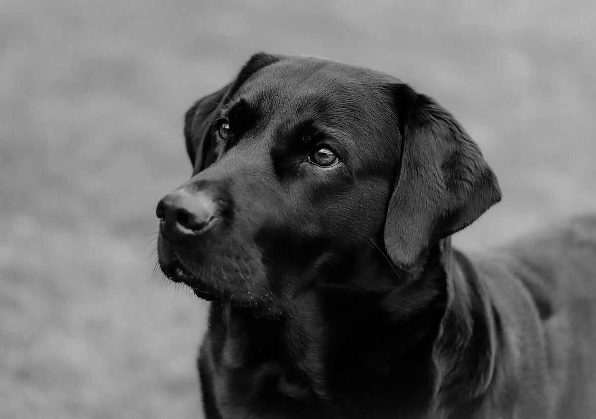Kop van een hond van dichtbij