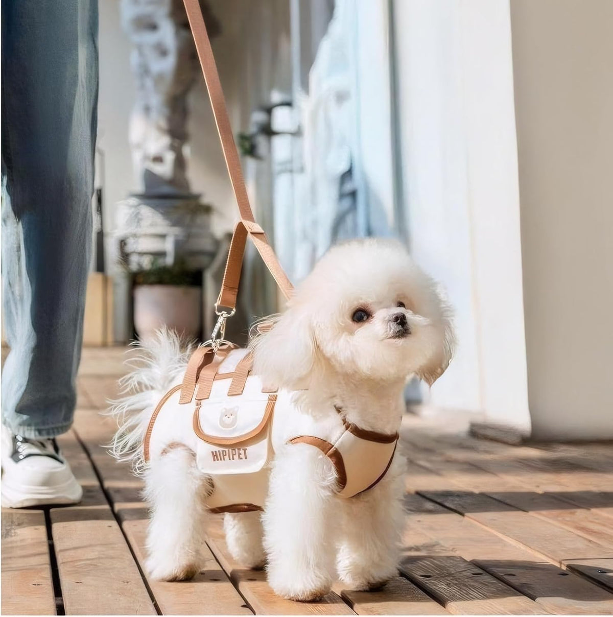 Klein wit hondje loopt aan de riem met het tuiggedeelte om zijn lijf