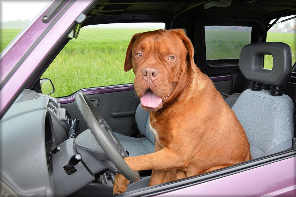 Hond op de achterbank van een auto