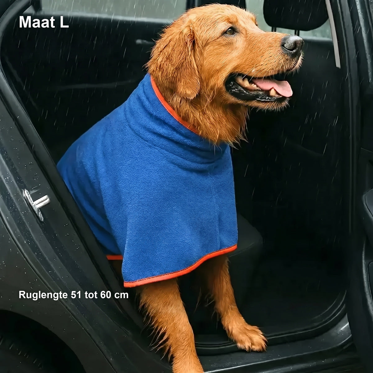 Golden retriever in de blauwe jas in de auto, met in beeld: Maat L, ruglengte 51 tot 60 cm