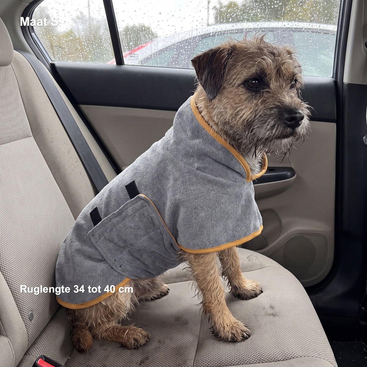 Kleine ruwharige hond in de grijze jas met okergele bies op de achterbank, met in beeld: Maat S, ruglengte 34 tot 40 cm