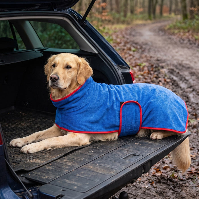 Golden retriever ligt in de koningsblauwe badjas met rode bies in de open kofferbak, na een wandeling in het bos.