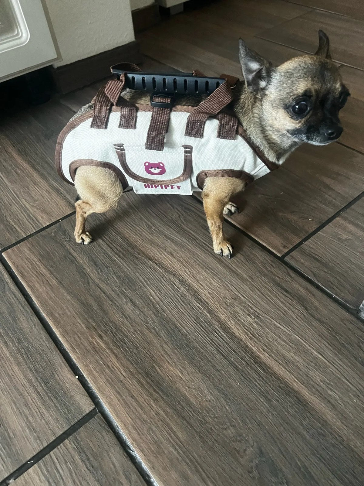 Chihuahua staat op de tegelvloer in de crèmekleurige draagtas, de pootjes door de openingen.