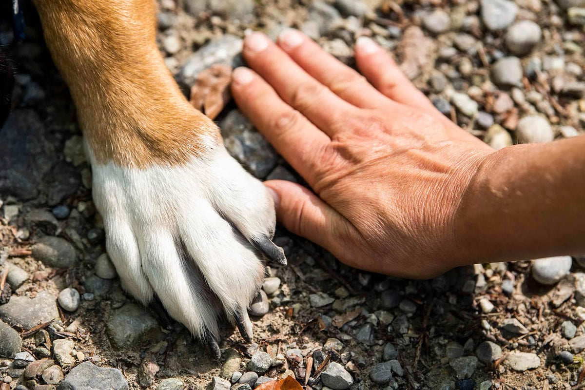 Hand en hondenpoot naast elkaar