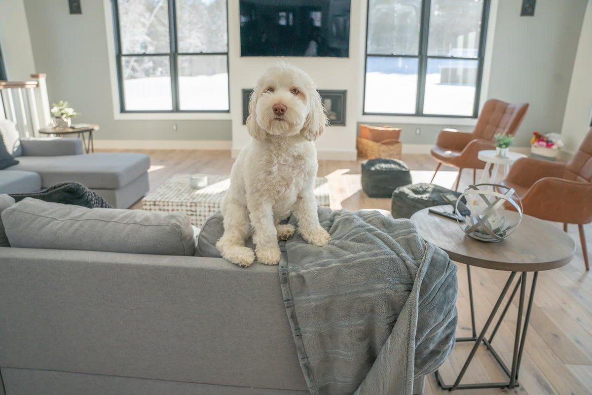 Lichte huiskamer met een hond op de vloer.