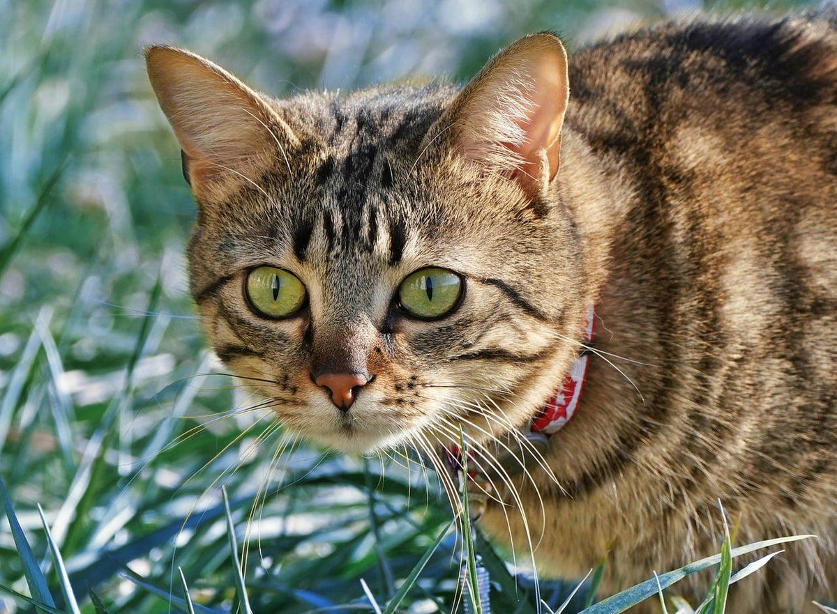 Kat met halsband bij het raam