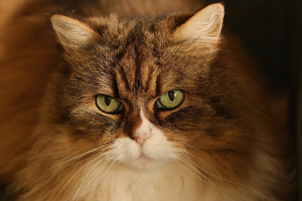 Portret van een kat die recht in de lens kijkt