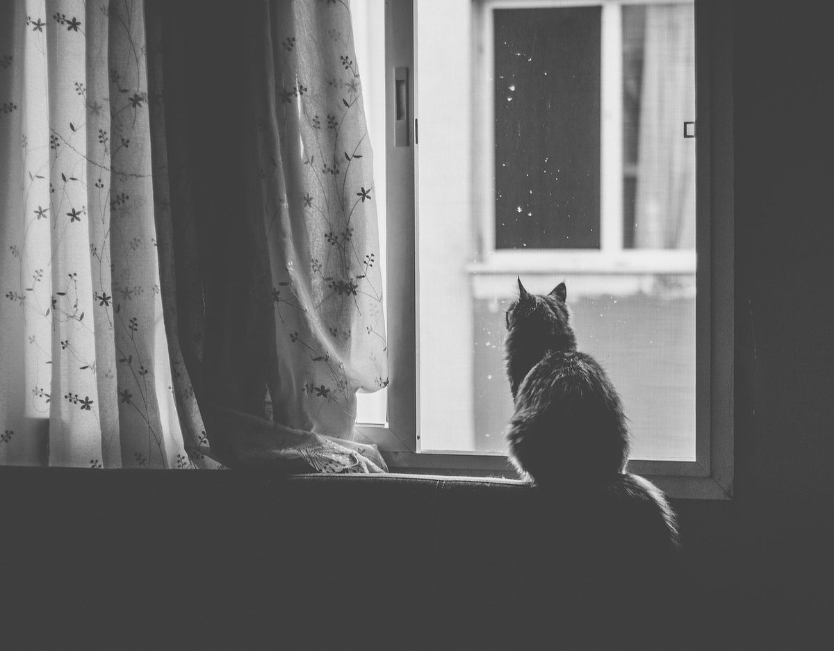 Kat op de vensterbank in het licht van het raam.