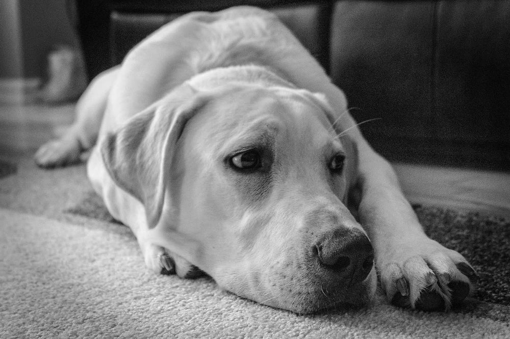 Hond ligt op een kleed in de huiskamer, waar het oefenen begint