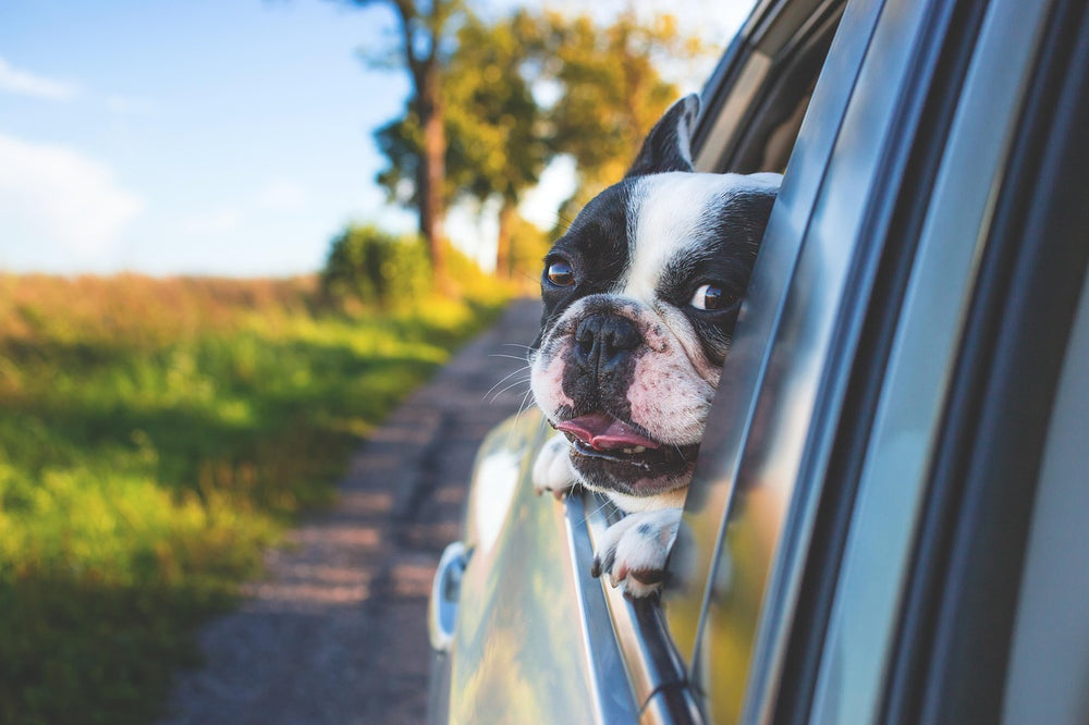 Hond in de geopende kofferbak van een auto