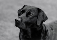 Anti-verliesband voor hond en kat