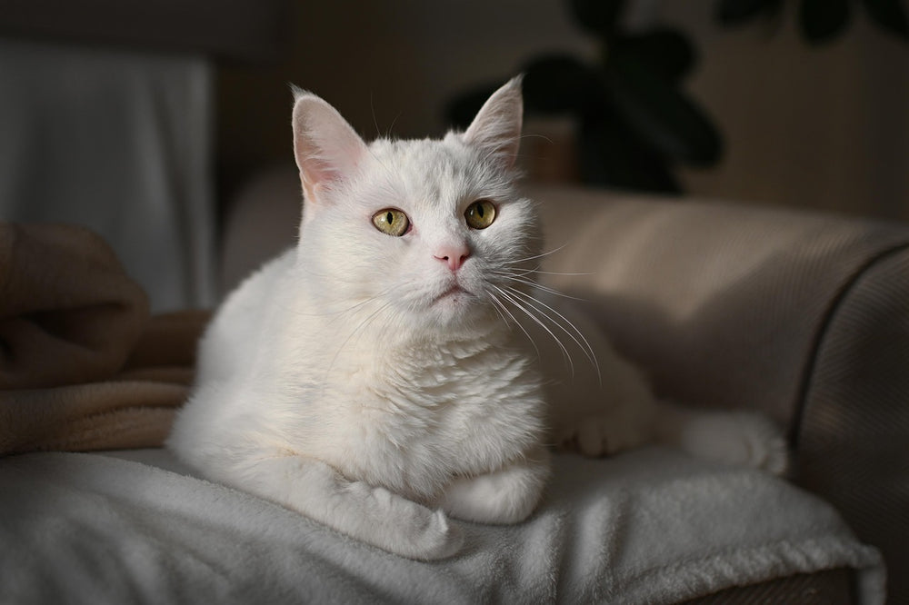 Kat bij de zijkant van een bank