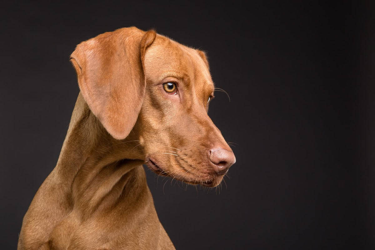 Detailopname van het oog van een hond
