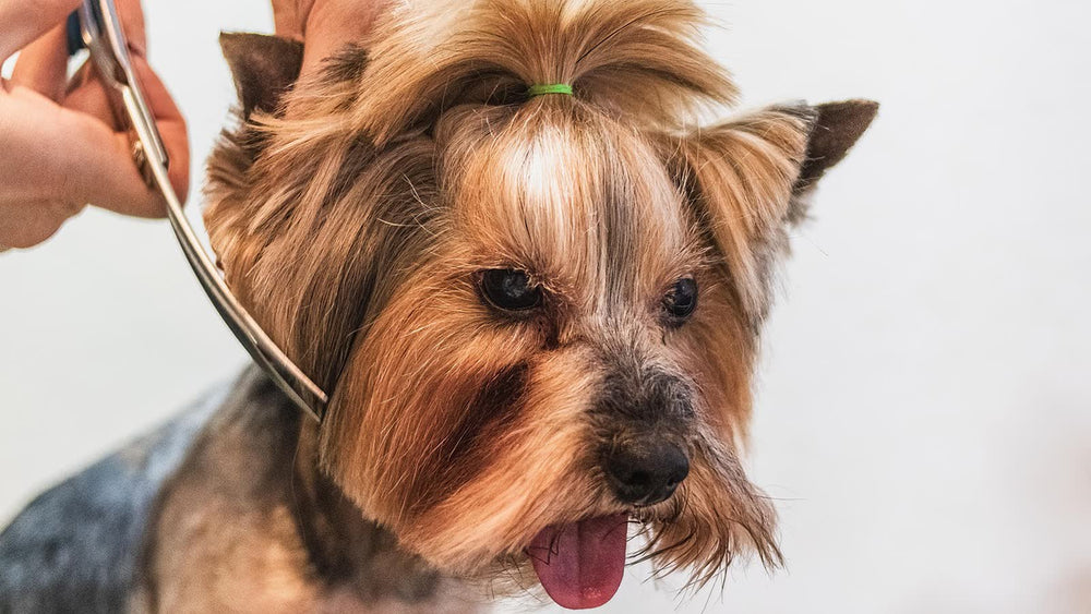 Een hond wordt geborsteld; losse haren blijven in de borstel achter.