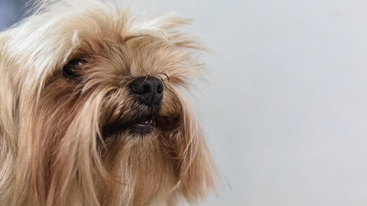 Een hand haalt een borstel door de vacht van een hond.
