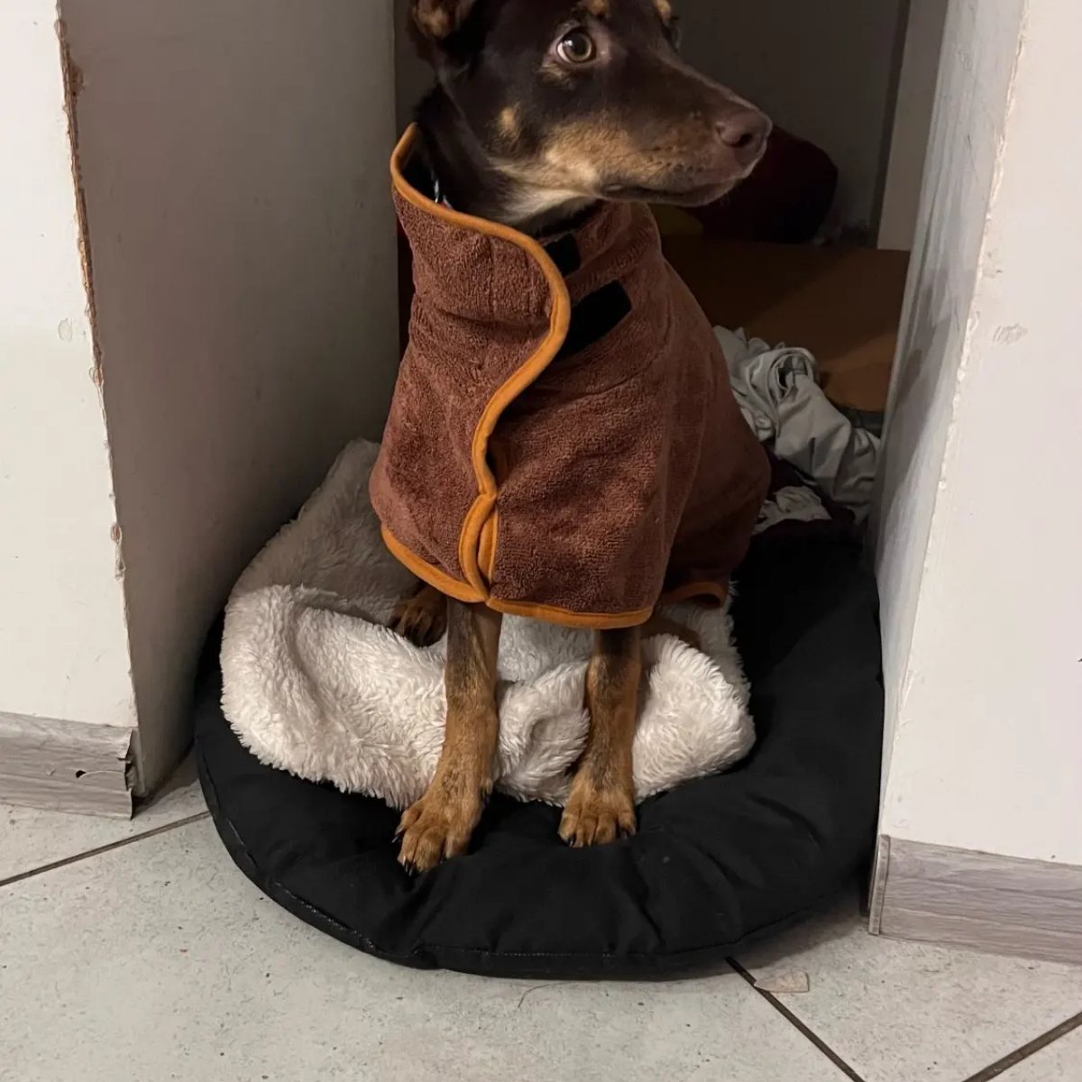 PawDry™ hondenbadjas