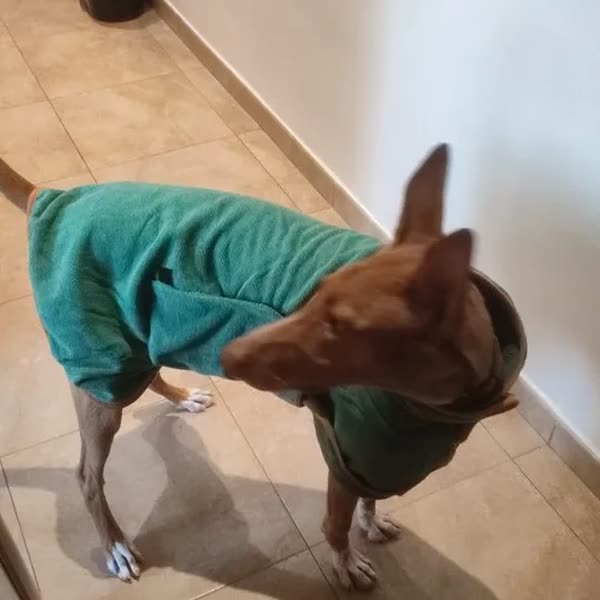 Hond in de groen badjas in maat L, foto van de koper
