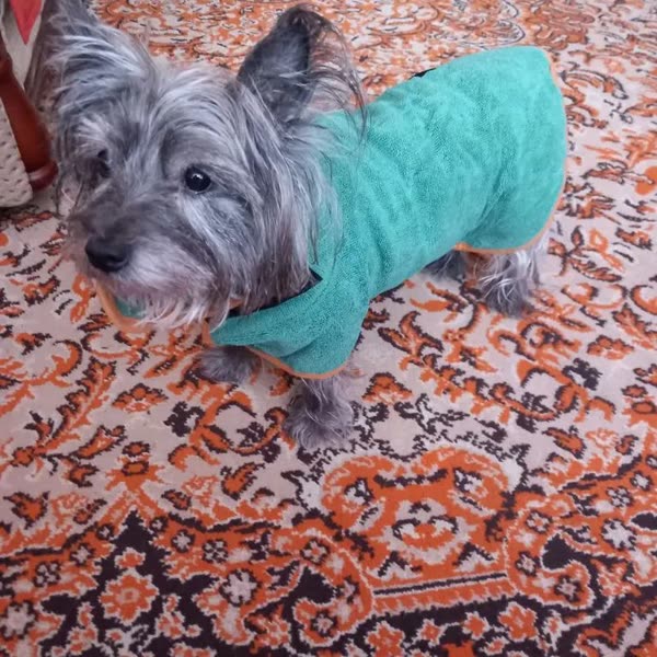 Hond in de groen badjas in maat XS, foto van de koper