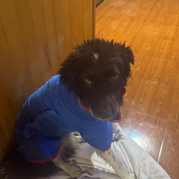 Hond in de blauw badjas in maat L, foto van de koper