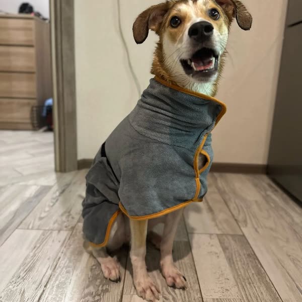 Hond in de grijs badjas in maat M, foto van de koper