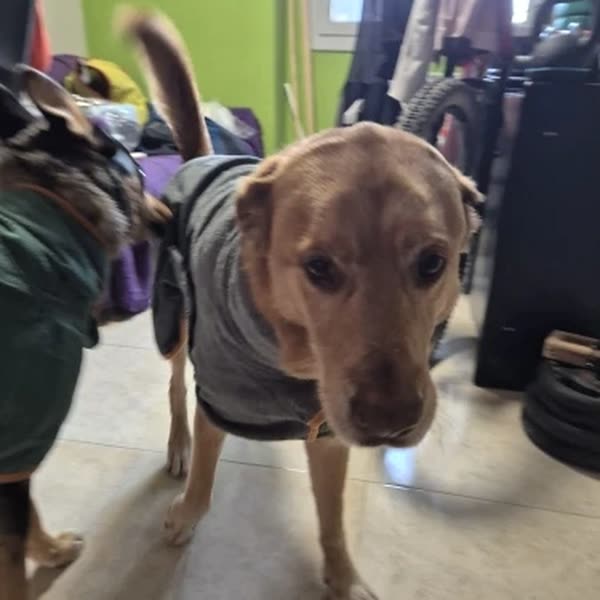 Hond in de groen badjas in maat M, foto van de koper