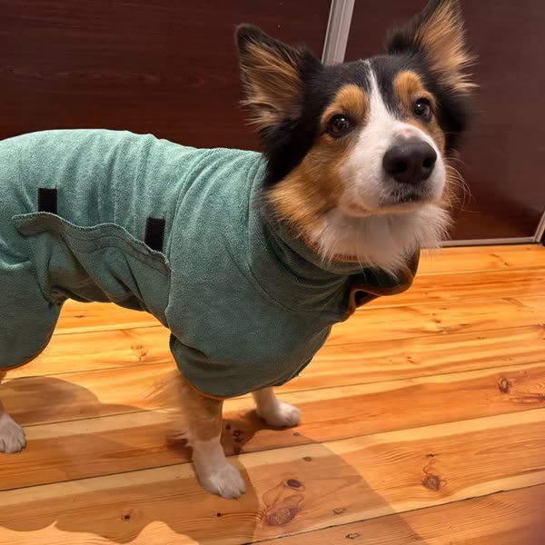 Hond in de groen badjas in maat L, foto van de koper
