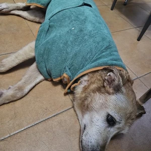 Hond in de groen badjas in maat L, foto van de koper